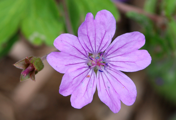 Geranium spp. a confronto (specie montane)